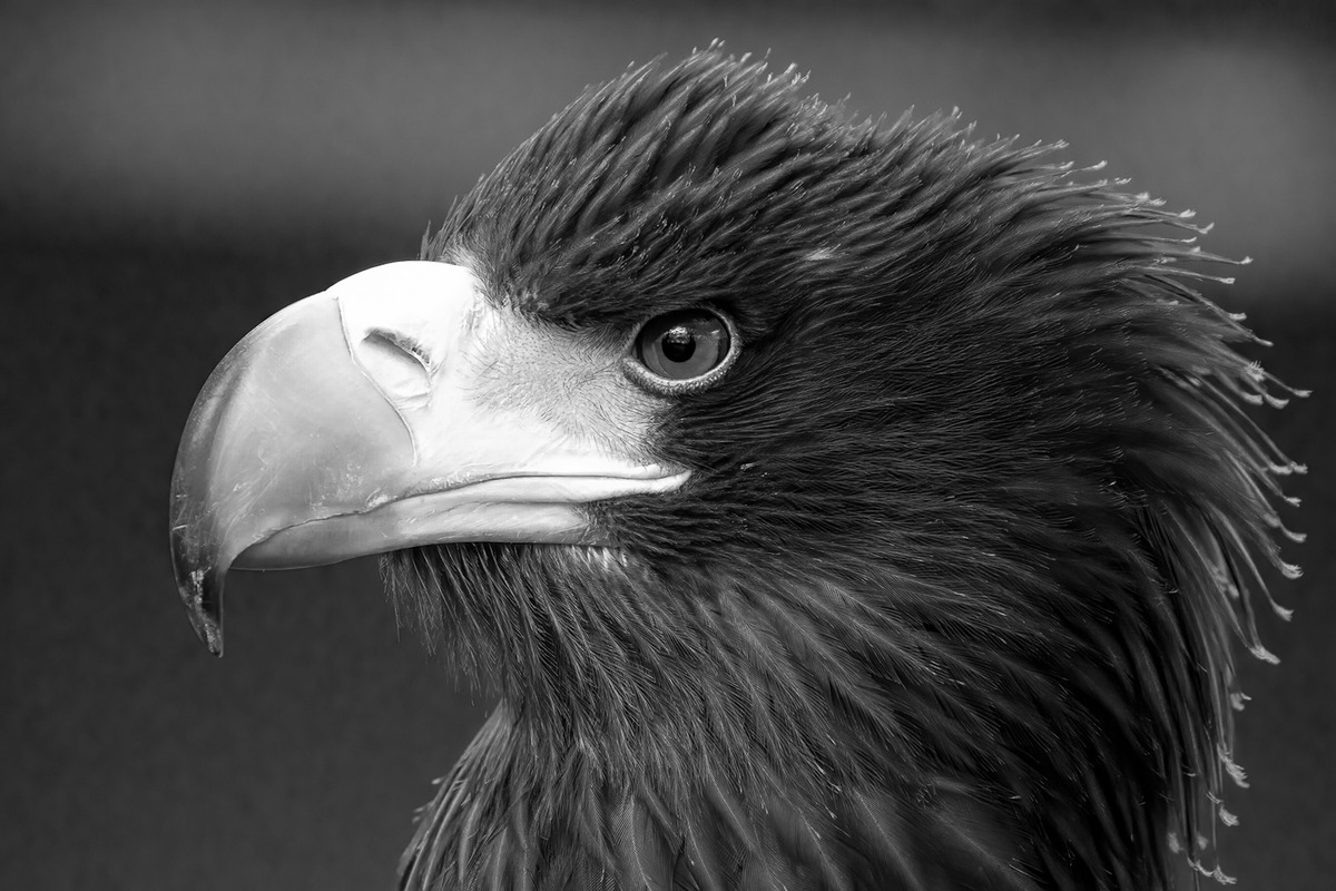 17 Steller Sea Eagle